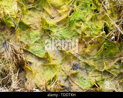 Nahaufnahme meer Textur nasses Gras Küste Küste Stockfoto