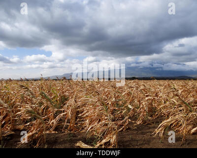 Mais (Mais) zur Ernte bereit, über bewölkter Himmel Stockfoto