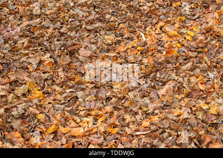 Herbst gefallen trockene Blätter liegen auf dem Boden. Stockfoto