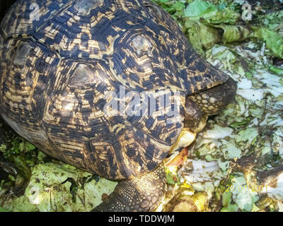 Schildkröte in der Schale Draufsicht, Textur Stockfoto