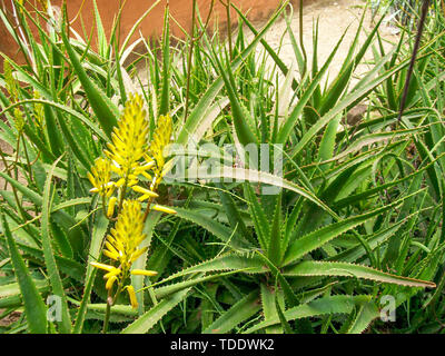 Aloe Pflanze wachsen im Garten des Dorfes. Stockfoto