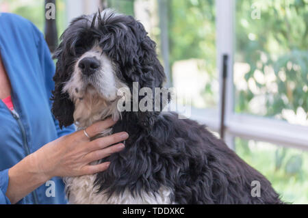 Porträt der American Cocker Spaniel hund bereit für Pflege. Hund schaut in die Kamera. Stockfoto