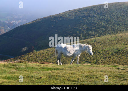 Pferd auf den Hügelkuppen, aus der langen Mynd im Shropshire Hills, UK gesehen. Stockfoto