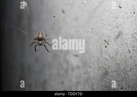 Ein fettes, kurzen Beinen Spinne sitzt auf seiner Webseite nach unten vor einer Betonwand. Vorherige tötet Wurf im Web. Stockfoto