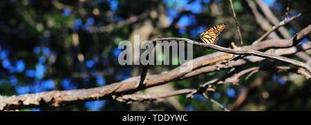 Monarch butterfly ruht auf einem Ast an einem sonnigen Tag Stockfoto