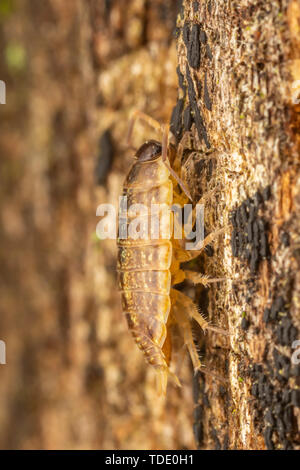 Eine gemeinsame Gestreifte Woodlouse (Philoscia Muscorum) erforscht die Rinde eines Baumes. Stockfoto