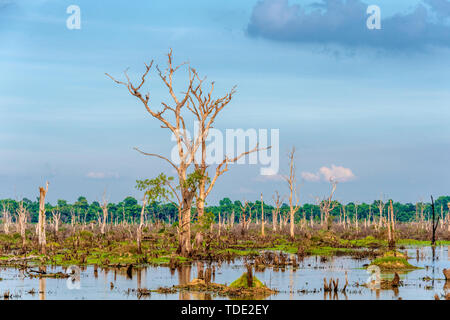 Longpan Pool, Siem Reap, Kambodscha Stockfoto