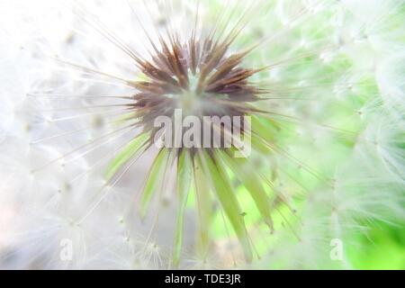 Kopf Löwenzahn und Blick in einen Löwenzahn auf grünem Hintergrund closeup Stockfoto