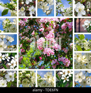 Collage aus schönen blühenden Bäume Stockfoto