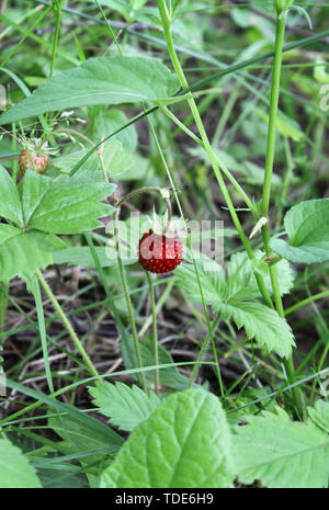 Wilde Erdbeere auf Sommer Wald Stockfoto