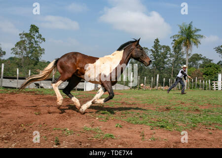 Cordillera, Paraguay. 10. Sep 2006. American Paint Horse läuft Galopp auf Weideland. Bewegungsunschärfe in der Landschaft Hintergrund. Stockfoto