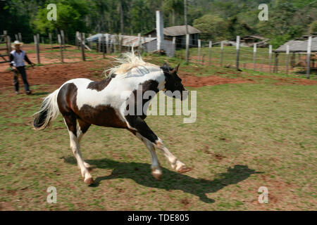 Cordillera, Paraguay. 10. Sep 2006. American Paint Horse läuft Galopp auf Weideland. Bewegungsunschärfe in der Landschaft Hintergrund. Stockfoto