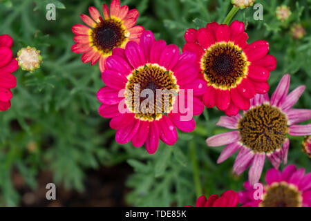 Violett-Rosa Gerbera Blumen auf weißem Hintergrund isoliert mit Freistellungspfaden. Nahaufnahme. Für Design. Natur. Stockfoto