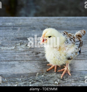 Flauschige Huhn auf Holztisch auf unscharfen Hintergrund Stockfoto