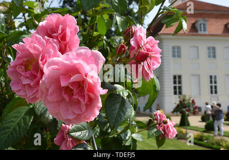 15. Juni 2019, Brandenburg, Gransee/OT Meseberg: Die Rosen blühen im Garten von Schloss Meseberg. Das Schloss ist das Gästehaus der Bundesregierung. Am Tag der offenen Tür, ausgewählte Zimmer im Erdgeschoss sowie den Park am Huwenowsee besucht werden können. Foto: Bernd Settnik/dpa-Zentralbild/dpa Stockfoto