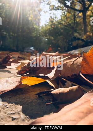 Blätter im Herbst, Herbst Blumen gefallen, close-up der Blätter, können für alle Arten von Werbung Umreifungsbänder werden Stockfoto