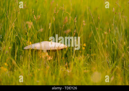 Macrolepiota procera Pilz auf sonnige Wiese im langen Gras Stockfoto