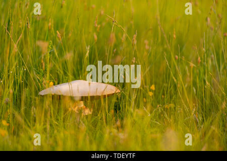 Macrolepiota procera Pilz auf sonnige Wiese im langen Gras Stockfoto