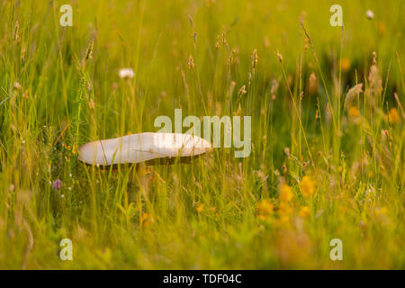 Macrolepiota procera Pilz auf sonnige Wiese im langen Gras Stockfoto