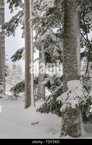 Winter Forest in Niederösterreich, Waldviertel, Österreich Stockfoto