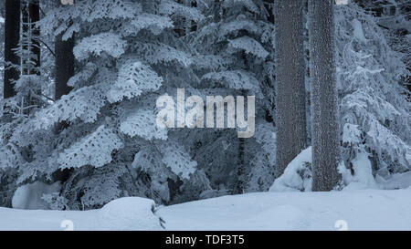 Winter Forest in Niederösterreich, Waldviertel, Österreich Stockfoto