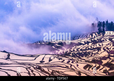 Die Yilao Berg Terrassen in Yuanyang, Yunnan am 13. März 2019 Ist der Moment der Bewässerung und die Felder. Das Meer der Wolken dämpfen auf dem Baum den Sonnenaufgang, den Sonnenuntergang Landschaft des Adlers Mund ist noch charmanter und die Liebe, die Feder und den blauen Terrassen umgeben das Dorf. Diese sind atemberaubend für Touristen. Stockfoto