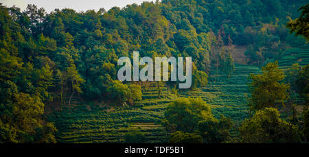 Longjing tee Shan Stockfoto