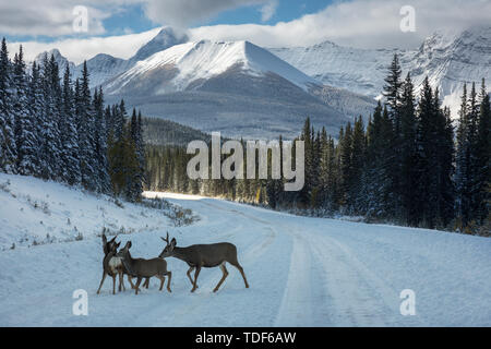 Rotwild auf einer verschneiten Straße, White-Tailed Deer, Odocoileus Virginianus, Spray Valley Lakes Provincial Park, Canmore, Kananaskis, Alberta, Kanada Stockfoto