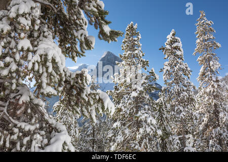 Verschneite Bäume, Berg im Tal zurück, Spray Lakes Provincial Park, Canmore, Alberta, Kanada Stockfoto