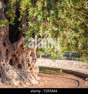 Hintergrund Textur mit 1500 Jahre alten Olivenbaum Trunk mit Blättern und Beeren für die Ölförderung in Zypern Stockfoto