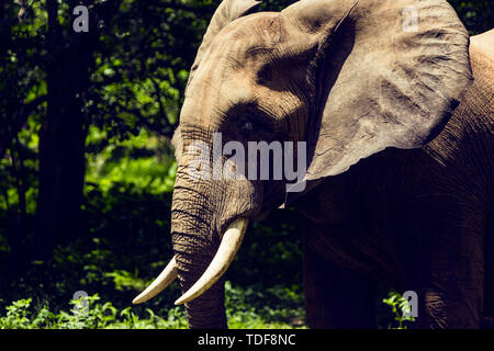 Afrika, Simbabwe, manaturals, Nationalparks, Tiere, Elefanten, baby Elefanten, Elefantenherden, Natur, primitive, geschützte Bereiche Stockfoto