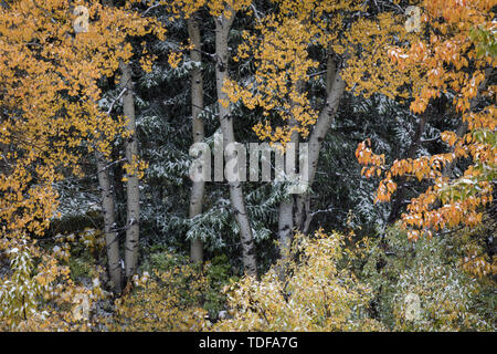 Details eines Baumes, Nahaufnahme, Waterton Lakes Nationalpark, Alberta, Kanada Stockfoto