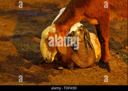 Mutter und Kind Ziege nebeneinander auf einem Bauernhof in der Nähe von Pune, Maharashtra, Indien. Stockfoto
