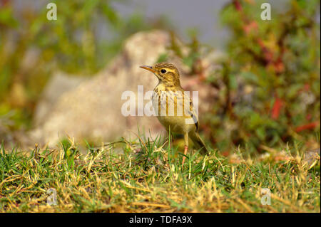 Paddyfield Pieper oder orientalischen Pieper, Anthus rufulus, stehend auf Gras Boden, Pune, Maharashtra, Indien. Stockfoto