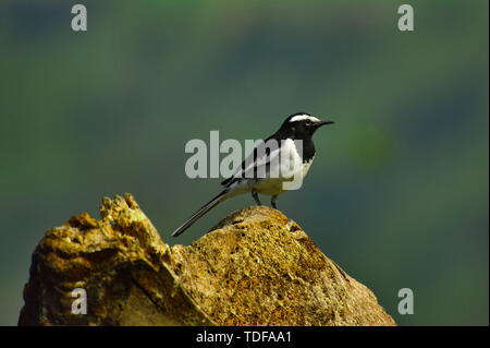 Weiß der tiefsten Bachstelze, Motacilla maderaspatensis auf Treibholz, Pune, Maharashtra, Indien stehen. Stockfoto