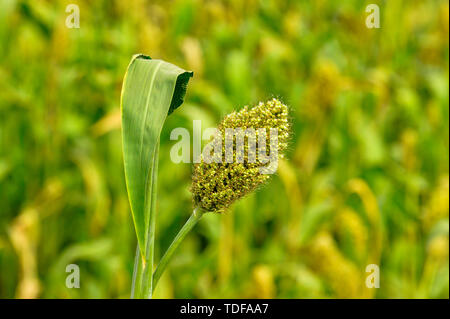 Nahaufnahme, Hirse oder Sorghum im Feld in der Nähe von Pune, Maharashtra, Indien. Stockfoto