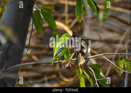 Gemeinsame Iora, Aegithina tiphia in der Nähe von Pune, Maharashtra, Indien. Stockfoto