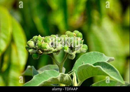 Wilde Knospen auf grünem Hintergrund in der Nähe von Pune, Maharashtra, Indien. Stockfoto