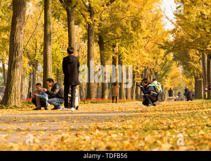 Ginkgo Allee, Chengdu Universität elektronische Wissenschaft und Technologie Stockfoto