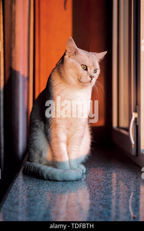 Cat kurz Silber Farbverlauf Stockfoto
