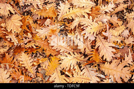 Herbstliches Laub auf dem Waldboden Stockfoto