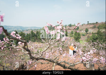 Chengdu Longquanyi Peach Blossom Heimatstadt Peach Blossoms in voller Blüte Stockfoto