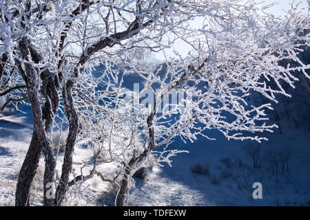 Der Baum hängt, Eis. Stockfoto