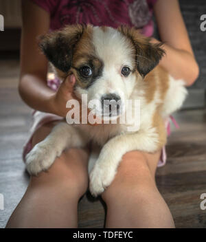 Das kleine Mädchen sitzt auf dem Boden und hält einen kleinen Hund in ihrem Schoß Stockfoto