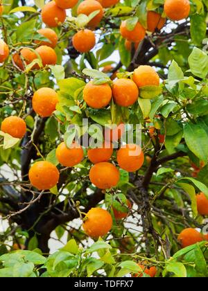 Reifen orangen Hängen auf einem Orange Tree Stockfoto