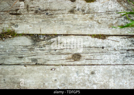 Alten grauen Holzbretter mit Rissen und Moos. Vintage Hintergrund. Stockfoto