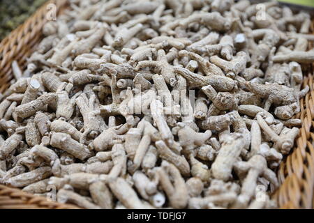 Citi Ginseng, Amerikanischer Ginseng Stockfoto