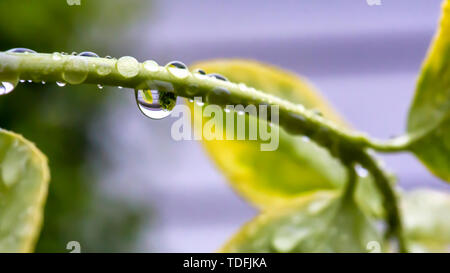 Micro-Reflexion in Wassertröpfchen. Stockfoto