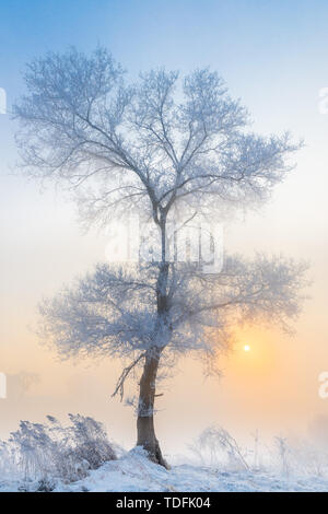 Am Morgen, auf Nebel Insel, einen schönen Baum Stockfoto