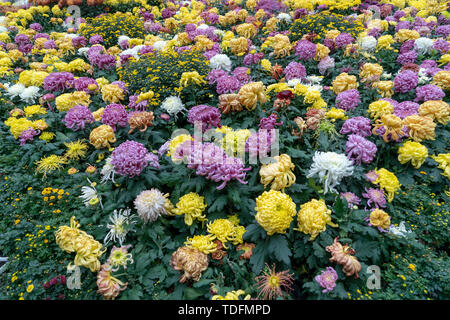 An der Chengdu Chrysanthemum Flower Blume Ausstellung, alle geschätzten Sorten Stockfoto